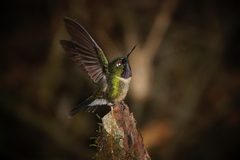Heliangelus amethysticollis
