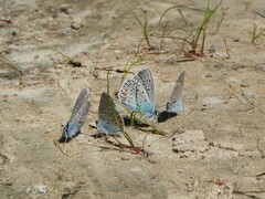 Polyommatus amandus