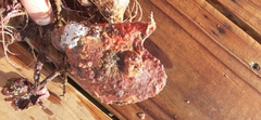 Pinctada imbricata