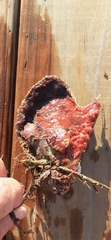 Pinctada imbricata