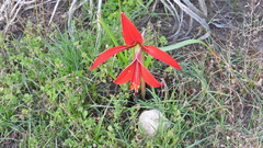 Sprekelia
