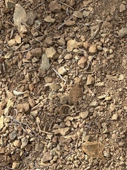 Phrynosoma blainvillii