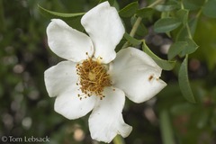 Rosa bracteata