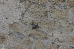 Phoenicurus ochruros