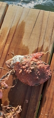 Pinctada imbricata