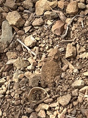 Phrynosoma blainvillii