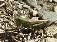 Chorthippus binotatus