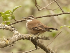 Cinclodes atacamensis