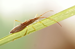 Protenor belfragei