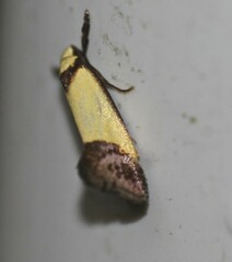 Crepidosceles timalphes