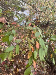 Vaccinium elliottii