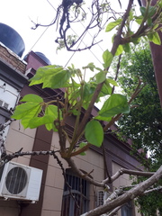 Handroanthus
