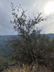 Cercocarpus betuloides