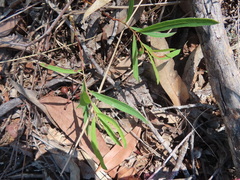 Eucalyptus exserta