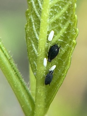 Aphis gossypii