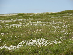 Eriophorum angustifolium