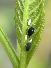 Aphis gossypii