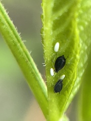 Aphis gossypii
