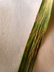 Puccinia striiformis