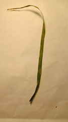 Puccinia striiformis