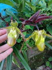 Phragmipedium