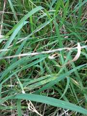Puccinia striiformis