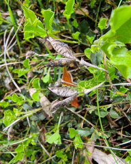 Podolobium procumbens