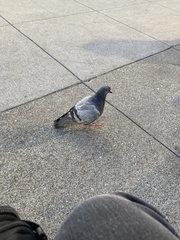 Columba livia domestica
