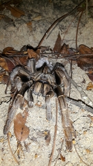 Ceratogyrus marshalli