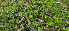 Podolobium procumbens