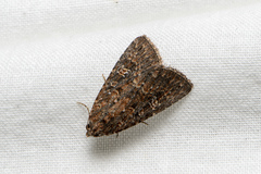 Hypoperigea tonsa