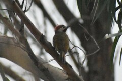 Colaptes atricollis