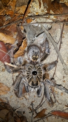 Ceratogyrus marshalli