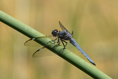 Libellula cyanea