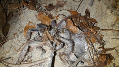 Ceratogyrus marshalli