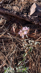 Monardella odoratissima