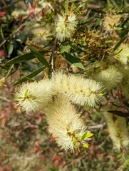 Melaleuca salicina