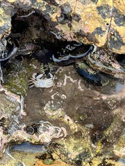 Mytilus californianus