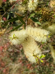 Melaleuca salicina