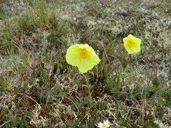 Papaver radicatum