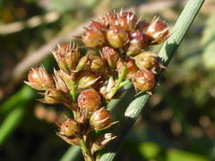 Juncus patens