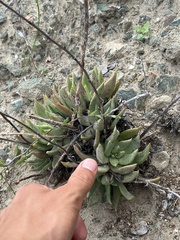 Dudleya albiflora