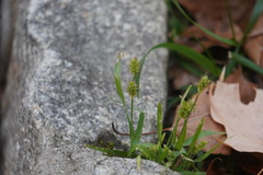 Setaria pumila