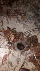 Ceratogyrus marshalli