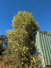 Melaleuca salicina