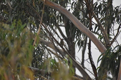Colaptes atricollis
