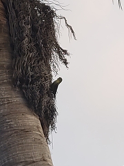 Brotogeris jugularis