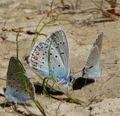 Polyommatus amandus