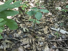 Isotria verticillata