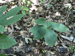 Isotria verticillata